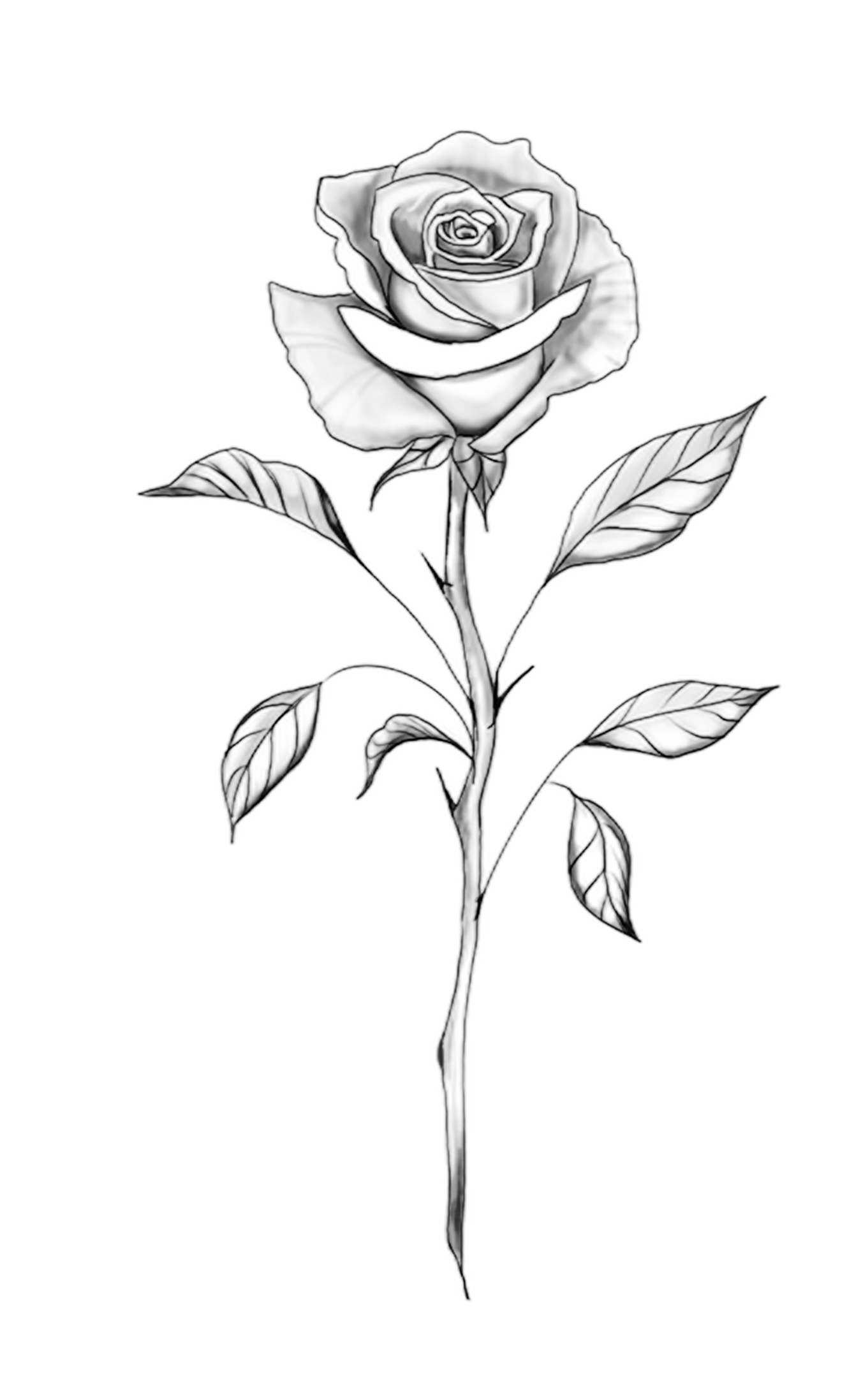 Flash-Motiv: Rose