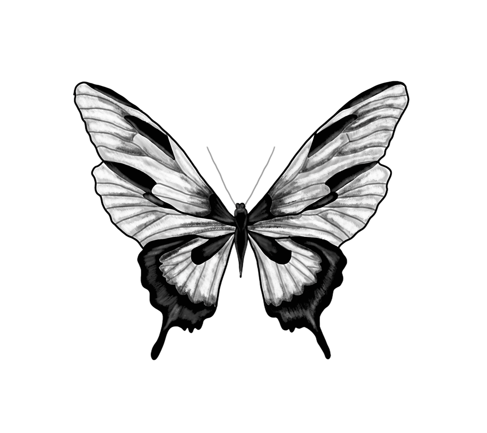 Flash-Motiv: Schmetterling