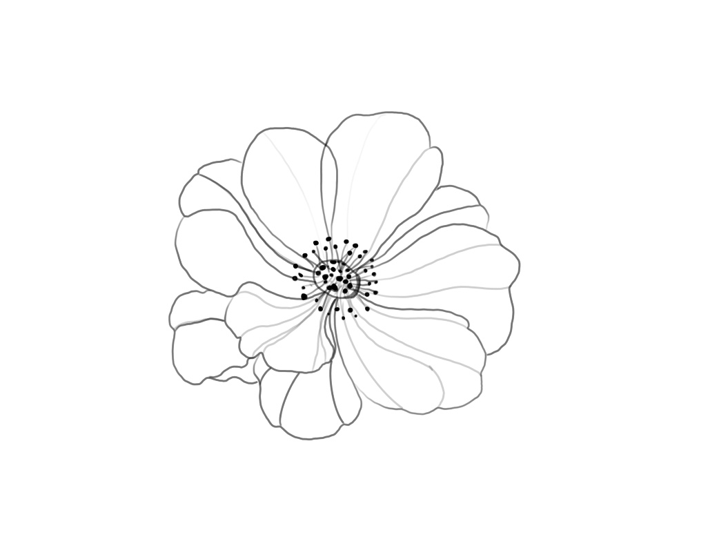 Flash-Motiv: Kirschblüte