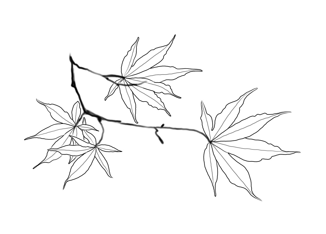 Flash-Motiv: Ahornzweig
