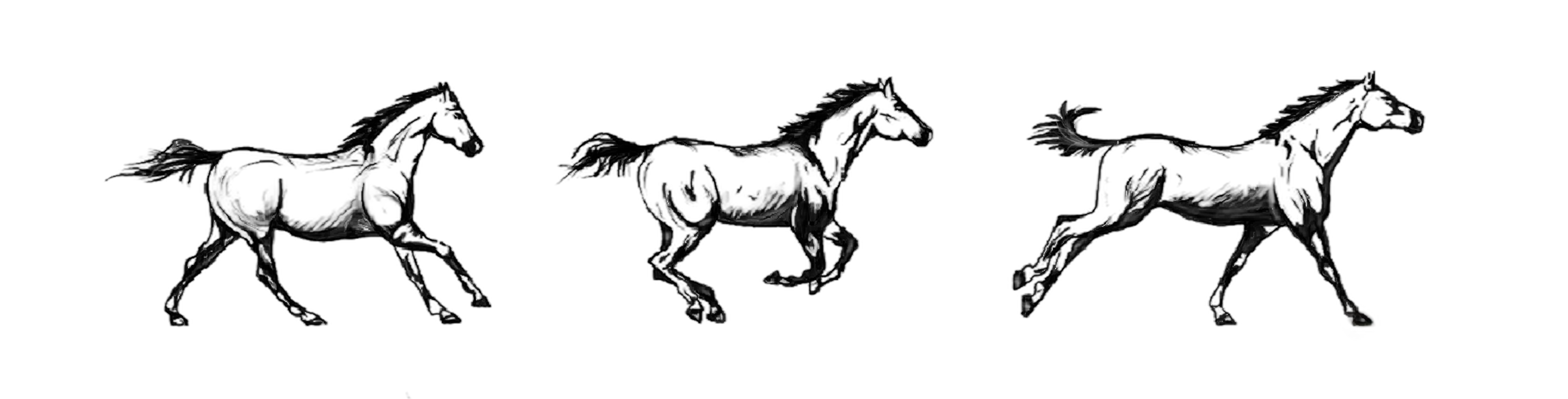 Flash-Motiv: Wild Horses