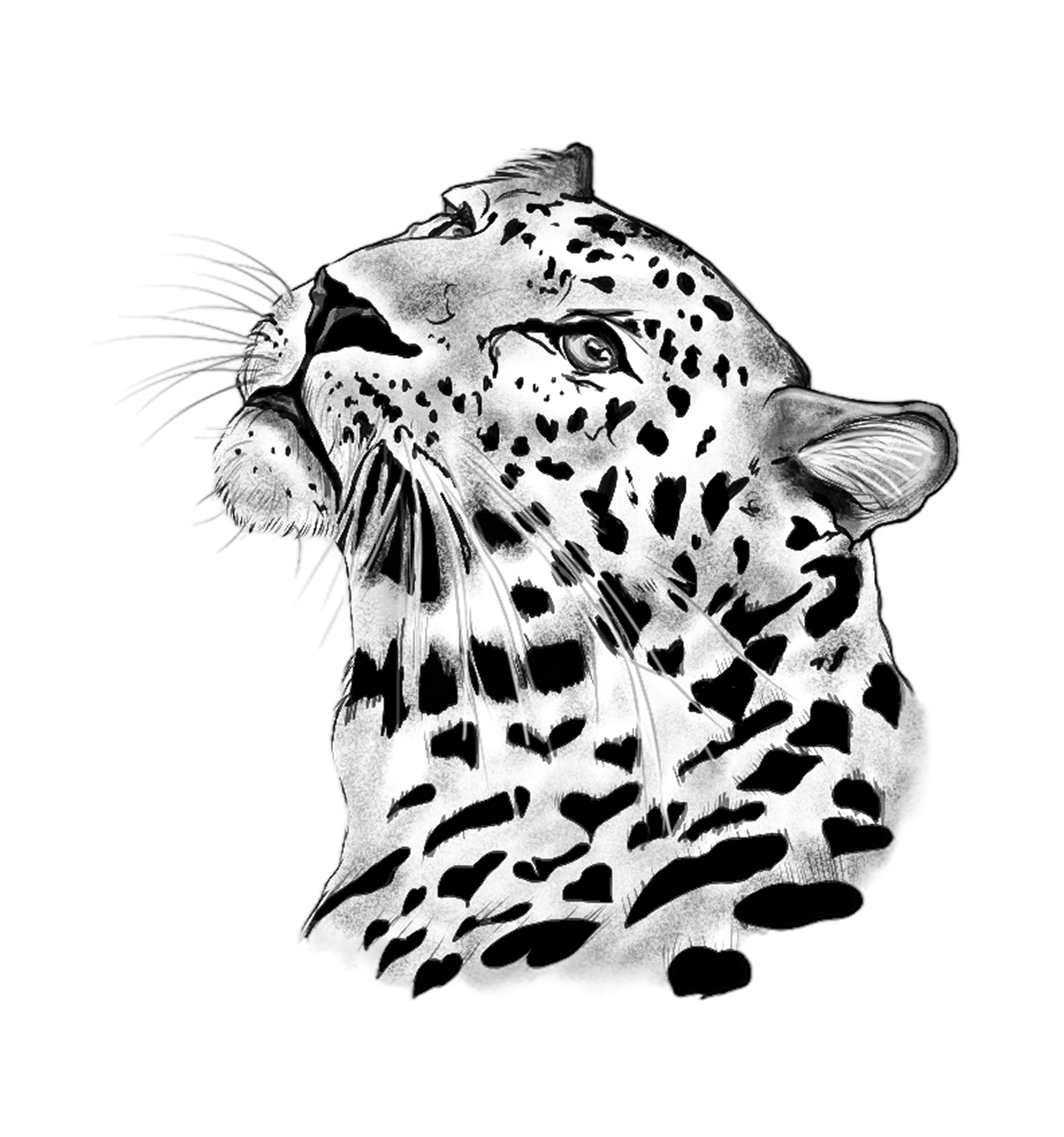 Flash-Motiv: Jaguar