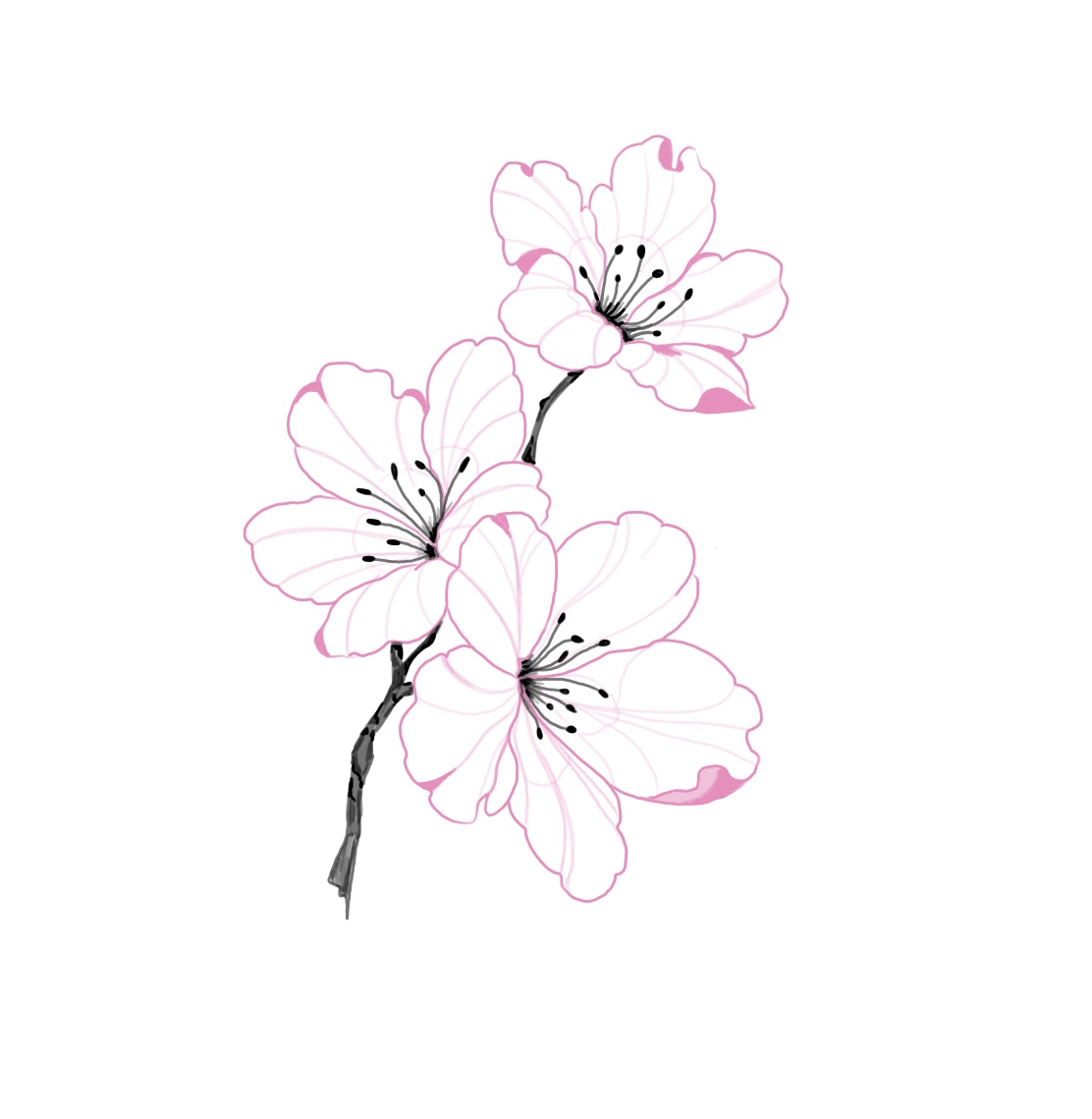 Flash-Motiv: Pink Cherryblossoms