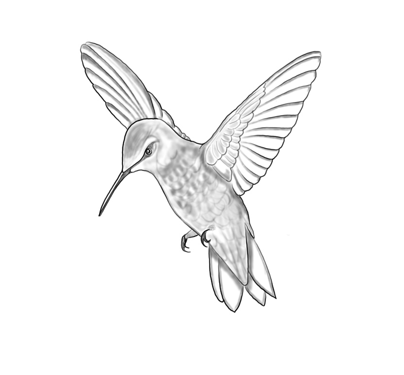 Flash-Motiv: Fineline Colibri