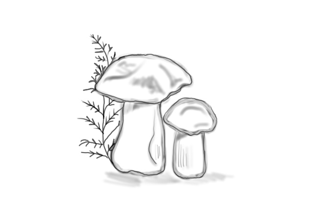 Flash-Motiv: Pilze