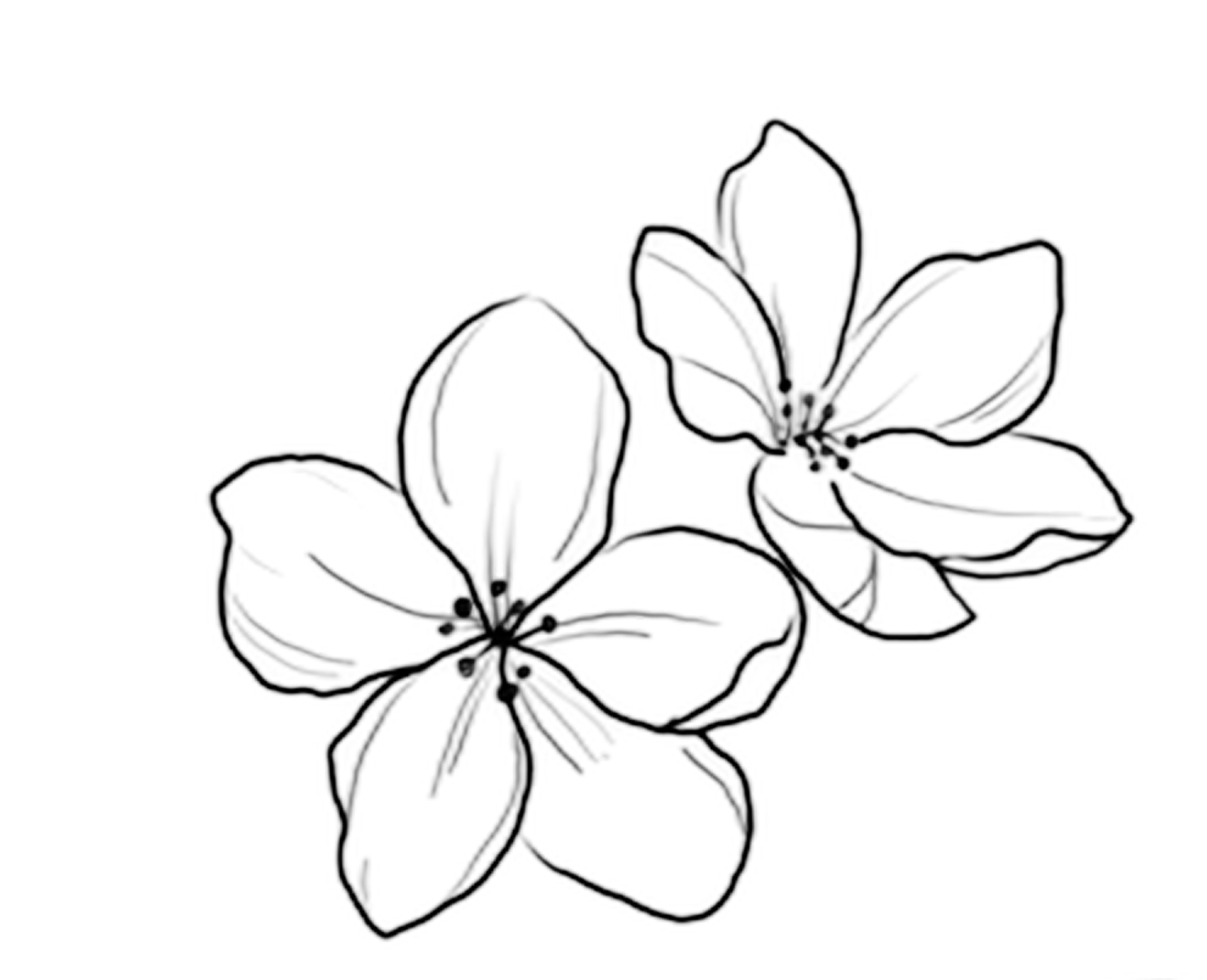 Flash-Motiv: Kirschblüten